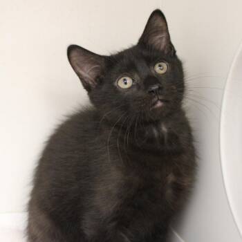 Dos -  Domestic Short Hair Cat for Adoption in Champaign, Illinois - Dos | PetCurious