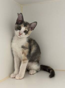 TASHA -  Domestic Short Hair Cat for Adoption in Texas City, Texas - TASHA | PetCurious