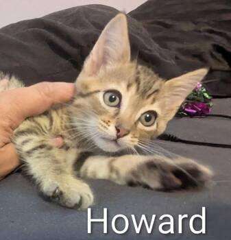 Domestic Short Hair and Tabby Cats Available for Adoption in Ruskin, Florida - Howard | PetCurious