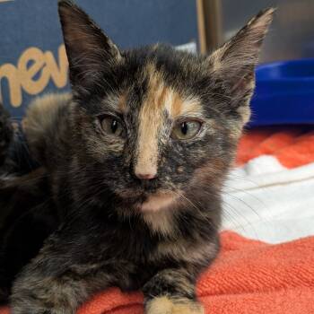 Rescue Domestic Short Hair Cats for Adoption in Auburn, Alabama - Ireland | PetCurious