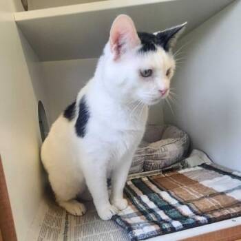 Domestic Short Hair Cats Available for Adoption in Phoenixville, Pennsylvania - Mickey | PetCurious