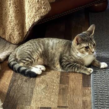 Henna -  Domestic Short Hair Cat for Adoption in Inwood, West Virginia - Henna | PetCurious