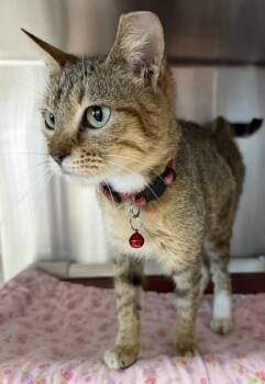 Lil Bit -  Abyssinian and Domestic Short Hair Cat for Adoption in Fernandina Beach, Florida - Lil Bit | PetCurious