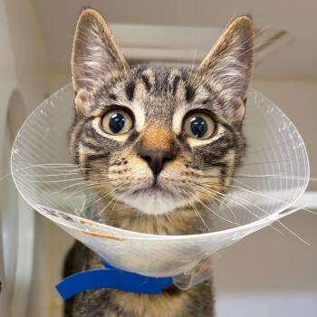 Lock -  Domestic Short Hair Cat for Adoption in Woodinville, Washington - Lock | PetCurious