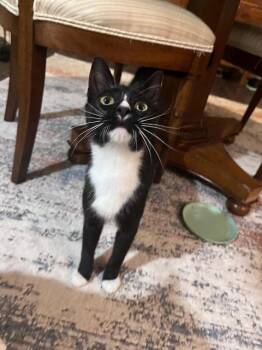 Jax -  Domestic Short Hair Cat Available for Adoption in Pawtucket, Rhode Island - Jax | PetCurious