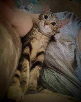 Miracle -  Domestic Short Hair Cat for Adoption in New Braunfels, Texas - Miracle | PetCurious