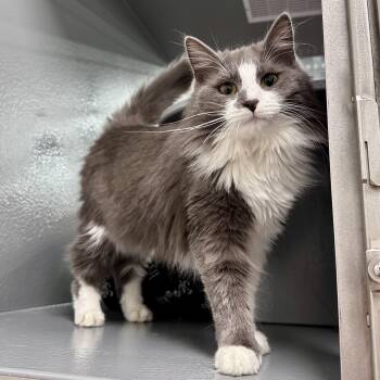 Rescue Domestic Long Hair Cats for Adoption in Dalton, Georgia - Samaira | PetCurious