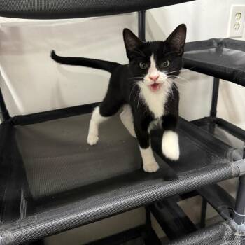 Jeeves -  Domestic Short Hair Cat for Adoption in Ferndale, Washington - Jeeves | PetCurious