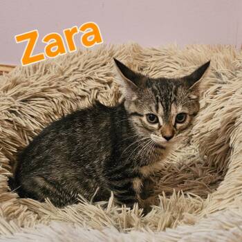 Zara C11471 -  Domestic Short Hair Cat for Adoption - Zara C11471 | PetCurious
