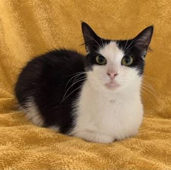 Kasha -  Domestic Short Hair Cat for Adoption in Columbia, Tennessee - Kasha | PetCurious