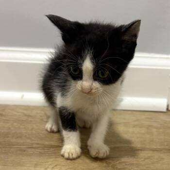 Milly (Rory Kit 5) -  Domestic Short Hair Cat for Adoption in Cumming, Georgia - Milly (Rory Kit 5) | PetCurious