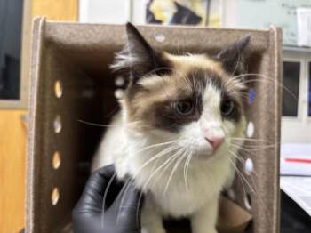 OLIVE -  Domestic Long Hair and Domestic Short Hair Cat for Adoption in Pueblo, Colorado - OLIVE | PetCurious