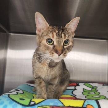 Bella -  Domestic Short Hair Cat for Adoption in Fort Wayne, Indiana - Bella | PetCurious
