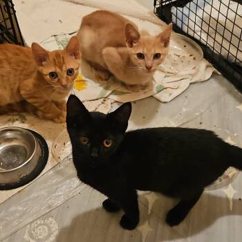 The "Peppers" Kittens - Cayenne, Poblano & Serrano -  Domestic Short Hair and Tabby Cat for Adoption in Chicago, Illinois - The "Peppers" Kittens - Cayenne, Poblano & Serrano | PetCurious