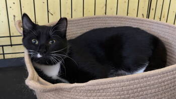 Rescue Domestic Short Hair Cats for Adoption in Broomall, Pennsylvania - Shamu | PetCurious