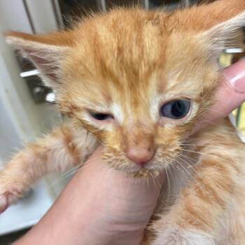 Kitten 4 -  Domestic Short Hair Cat for Adoption in Harrisonburg, Virginia - Kitten 4 | PetCurious