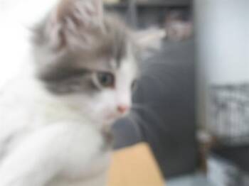 A383015 -  Domestic Medium Hair Cat for Adoption in Ocala, Florida - A383015 | PetCurious