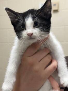 Domestic Short Hair Cats Available for Adoption in North Charleston, South Carolina - 91731a Oreo-PetSmart Mt. Pleasant | PetCurious