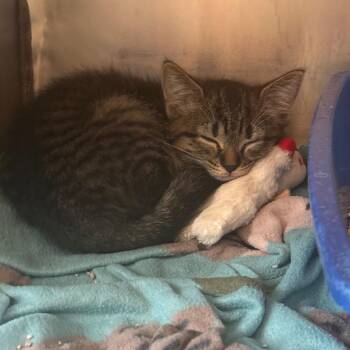 Liberty -  Domestic Short Hair Cat for Adoption in South Haven, Michigan - Liberty | PetCurious