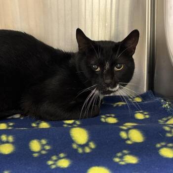 Mr. Tux -  Domestic Short Hair Cat for Adoption in Chattanooga, Tennessee - Mr. Tux | PetCurious