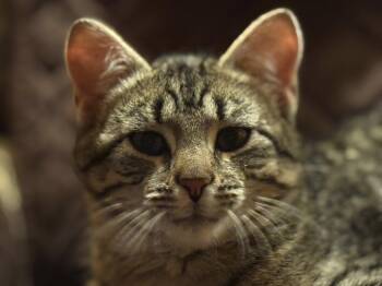 Tabby Cats Available for Adoption - Prince William | PetCurious