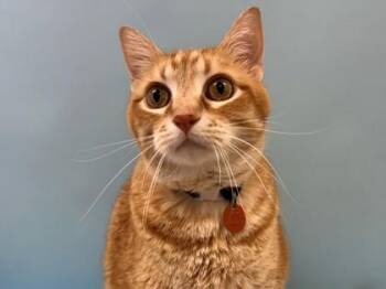 Max -  Domestic Short Hair Cat for Adoption in Woodbury, Minnesota - Max | PetCurious