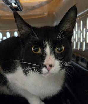 Domestic Short Hair Cats Available for Adoption - Lyle Cat 4 | PetCurious