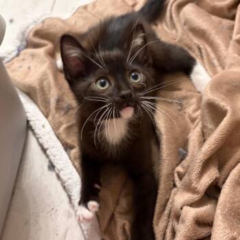 Bonk -  Domestic Short Hair Cat for Adoption in Brownsboro, Alabama - Bonk | PetCurious