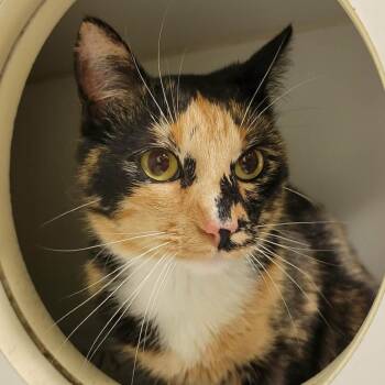 Domestic Short Hair Cats Available for Adoption in Columbia, Missouri - Pumpkin | PetCurious
