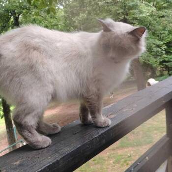 Muffin -  Domestic Medium Hair Cat for Adoption in Fayetteville, Arkansas - Muffin | PetCurious