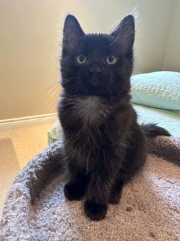 Gustavo "Gus" -  Domestic Medium Hair Cat for Adoption in Shakespeare, Ontario - Gustavo "Gus" | PetCurious
