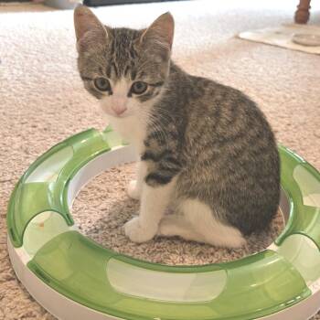 Rescue Domestic Short Hair Cats for Adoption in Washougal, Washington - Pebbles | PetCurious