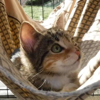 Calico Cats Available for Adoption in Hoquiam, Washington - Nicole - Super Cute & Affectionate | PetCurious