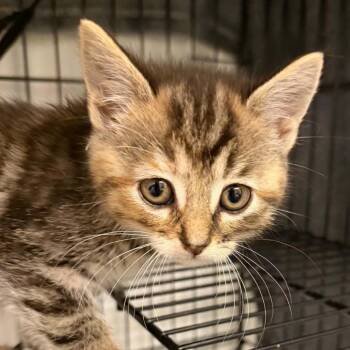 Domestic Short Hair Cats Available for Adoption in West Olive, Michigan - Haribo Goldbear (Holland Cat Cove) | PetCurious