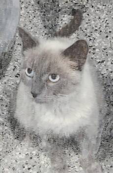 Tinkerbell -  Siamese Cat for Adoption in Republic, Missouri - Tinkerbell | PetCurious