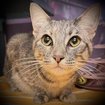 AURORA* -  Domestic Short Hair Cat for Adoption in Santa Cruz, California - AURORA* | PetCurious
