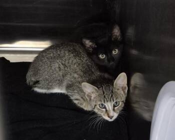 BLEB -  Domestic Short Hair Cat for Adoption in Decatur, Illinois - BLEB | PetCurious