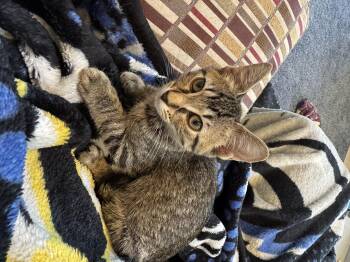 Evie -  Tabby Cat for Adoption in Macomb, Michigan - Evie | PetCurious