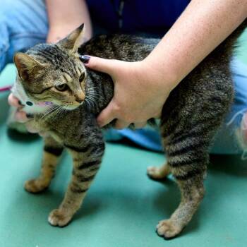 Lonna -  Domestic Short Hair Cat for Adoption in Memphis, Tennessee - Lonna | PetCurious
