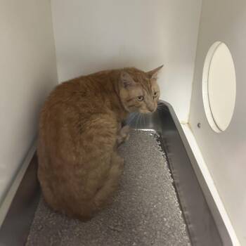 C31 -  Domestic Medium Hair Cat for Adoption in Portland, Texas - C31 | PetCurious