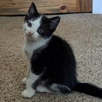 Journey -  Domestic Short Hair Cat for Adoption in Keizer, Oregon - Journey | PetCurious