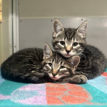 Domestic Short Hair Cats Available for Adoption - Orchid (Boots) | PetCurious