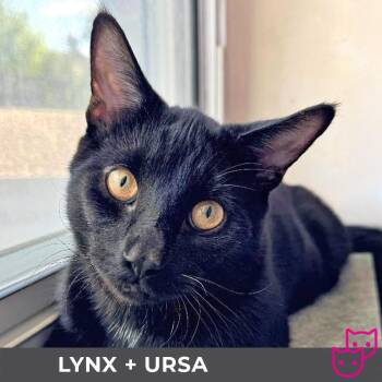 Rescue Domestic Short Hair Cats for Adoption in Toronto, Ontario - Lynx (bonded With Ursa) | PetCurious