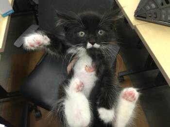 Domestic Short Hair Cats Available for Adoption - A1885871 | PetCurious