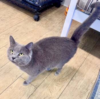 Domestic Short Hair Cats Available for Adoption - Little One | PetCurious