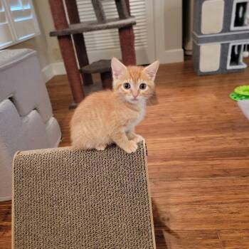 Flynn -  Domestic Short Hair Cat Available for Adoption in Boynton Beach, Florida - Flynn | PetCurious