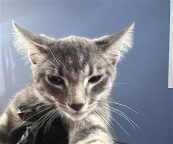 TOBIAS -  Domestic Short Hair Cat for Adoption in San Bernardino, California - TOBIAS | PetCurious