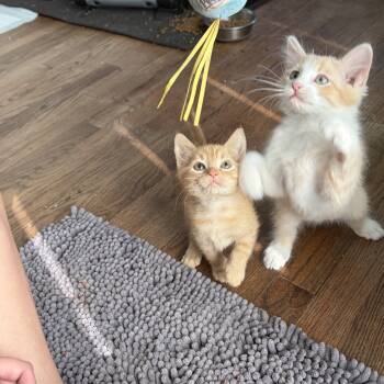 Mowgli -  Tabby and Domestic Medium Hair Cat for Adoption - Mowgli | PetCurious