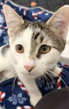 Rescue Domestic Short Hair Cats for Adoption in Frisco, Texas - Isabella | PetCurious
