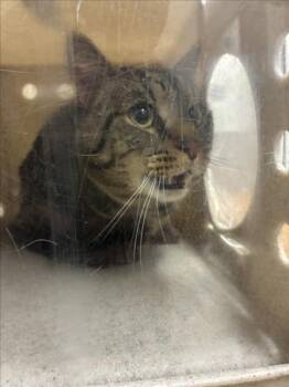 Domestic Short Hair Cats Available for Adoption in Derwood, Maryland - TODAY | PetCurious